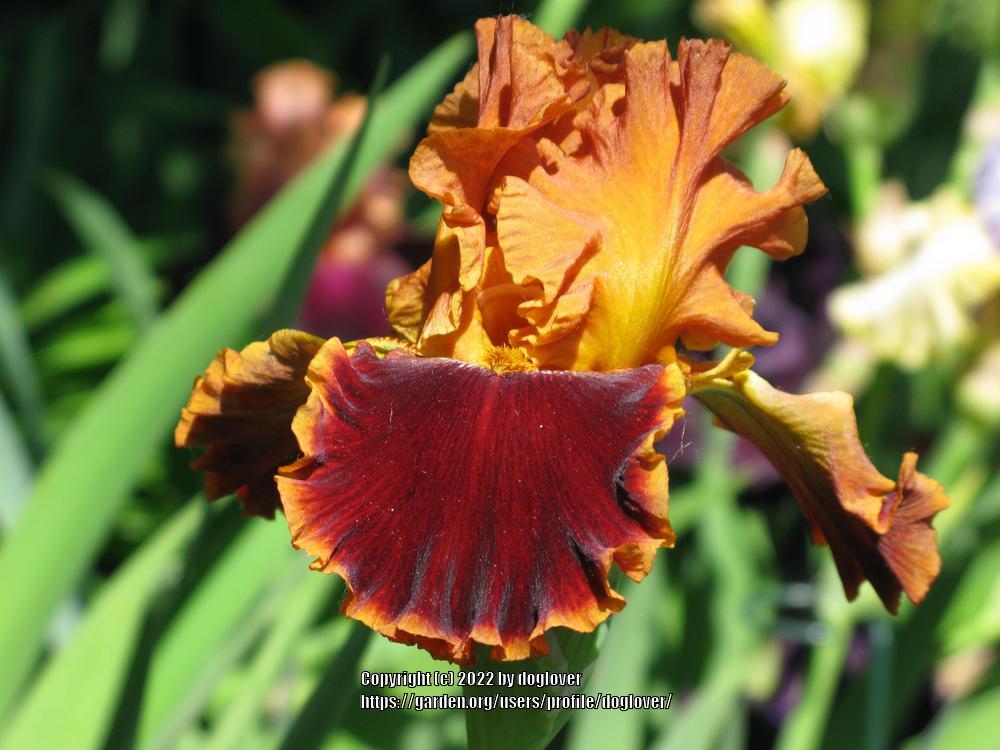 Photo of Tall Bearded Iris (Iris 'Copatonic') uploaded by doglover