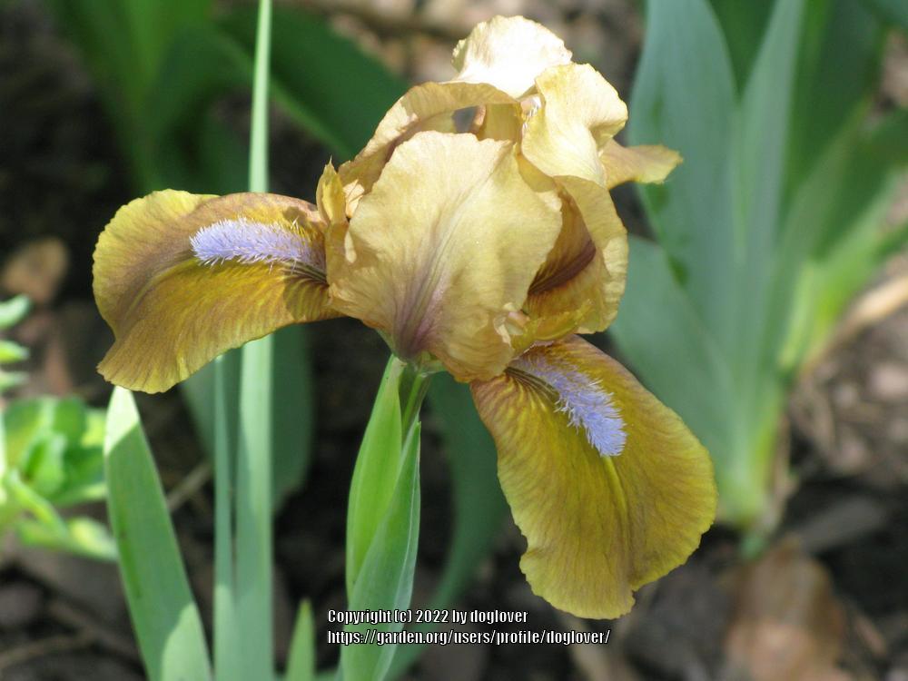 Photo of Standard Dwarf Bearded Iris (Iris 'Gingerbread Man') uploaded by doglover
