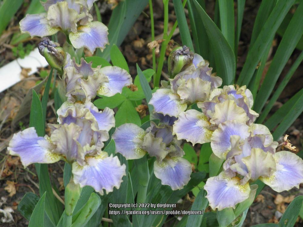 Photo of Standard Dwarf Bearded Iris (Iris 'Leopard Print') uploaded by doglover