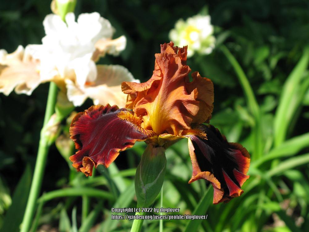 Photo of Tall Bearded Iris (Iris 'Copatonic') uploaded by doglover