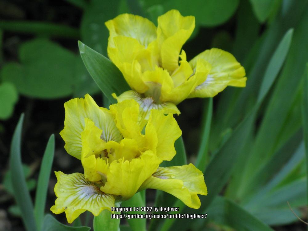 Photo of Standard Dwarf Bearded Iris (Iris 'Lemoncello') uploaded by doglover
