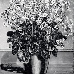
Date: c. 1888
illustration from 'Gartenflora', 1888