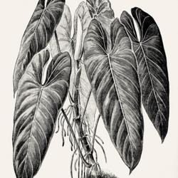 
Date: c. 1888
illustration [as P. andreanum] from 'Gartenflora', 1888