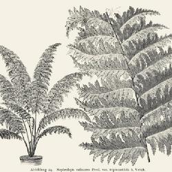 
Date: c. 1888
illustration [as N. rufescens] from 'Gartenflora', 1888