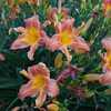 Photo by Sun Dragon Daylilies. Used by Permission.