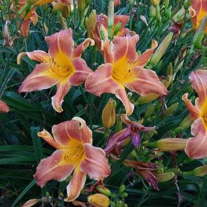 Photo by Sun Dragon Daylilies. Used by Permission.