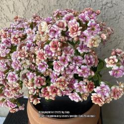 Location: Tampa, Florida
Date: 2022-03-14
My new beautiful blooming kalanchoe.