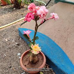 Location: Parchur, Andhra Pradesh, India
Date: 2022-03-15
First time blooming Of my grafted plant