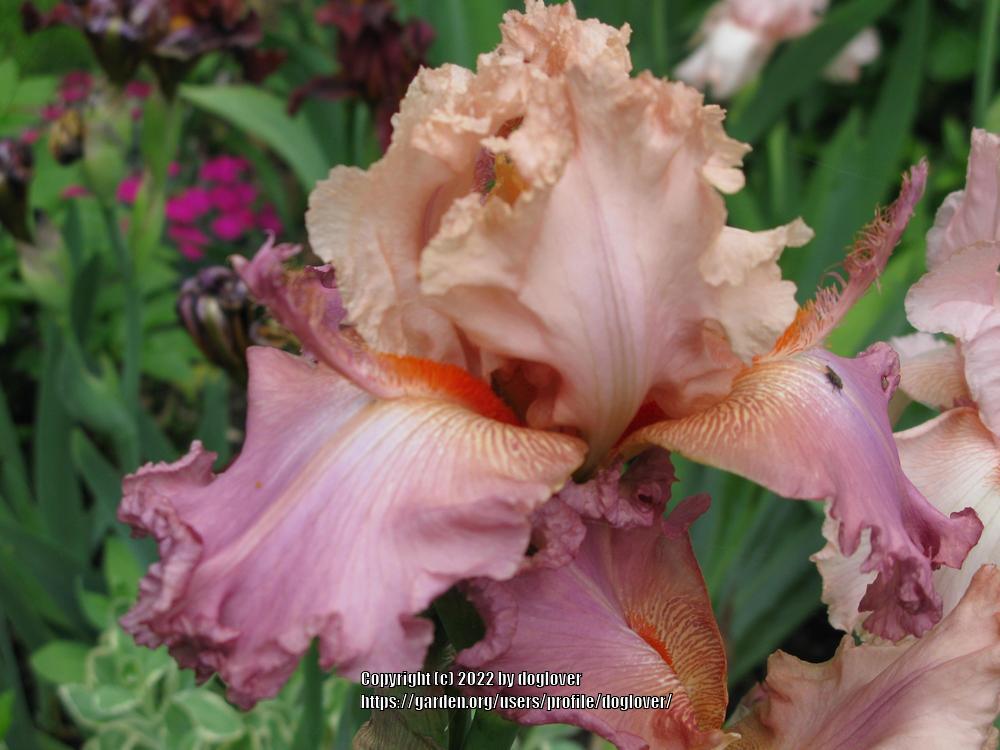 Photo of Tall Bearded Iris (Iris 'Petal Pushers') uploaded by doglover