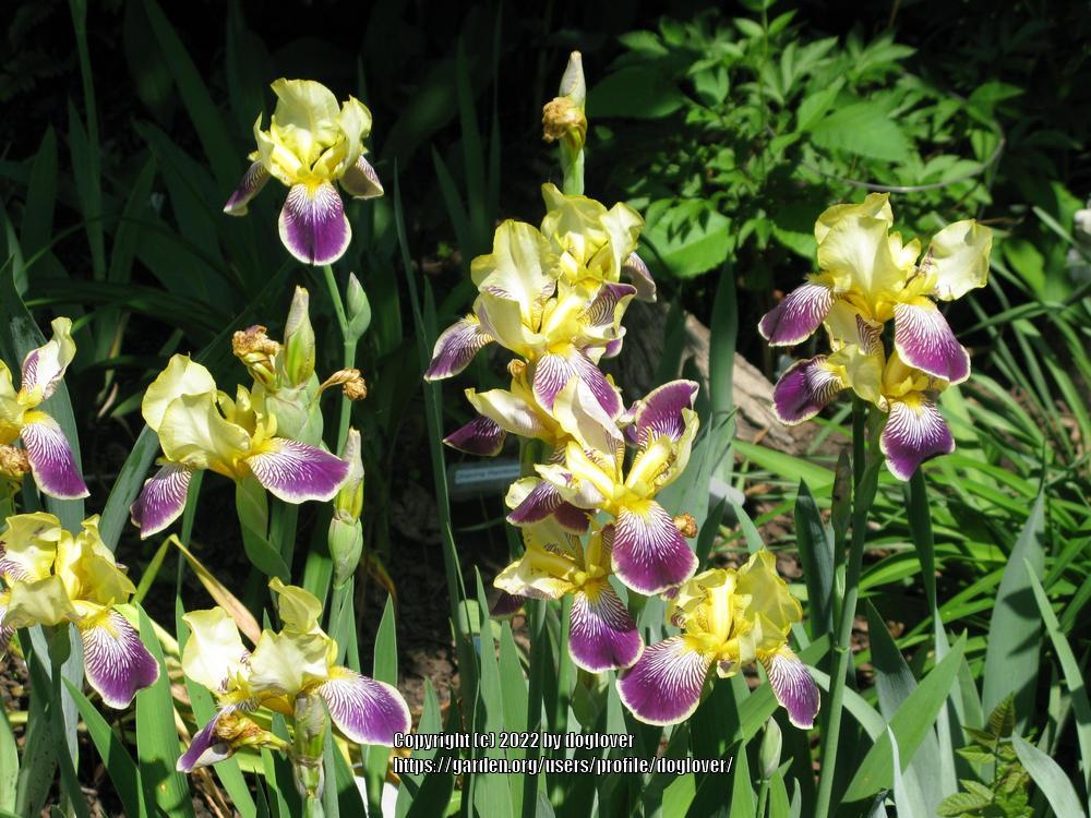 Photo of Intermediate Bearded Iris (Iris 'Loreley') uploaded by doglover