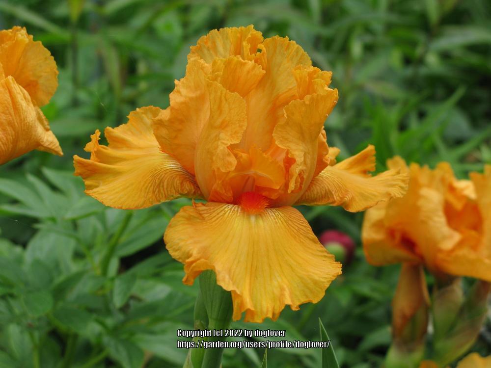 Photo of Border Bearded Iris (Iris 'Maid of Orange') uploaded by doglover