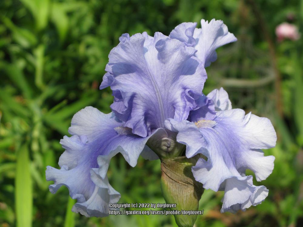 Photo of Tall Bearded Iris (Iris 'Raging Tide') uploaded by doglover