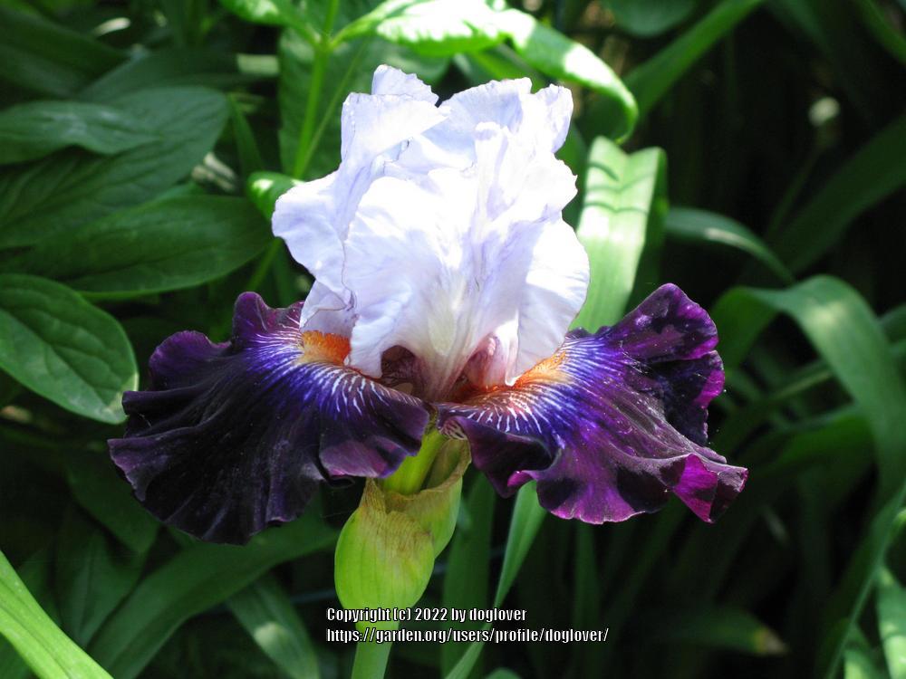 Photo of Tall Bearded Iris (Iris 'Snowed In') uploaded by doglover