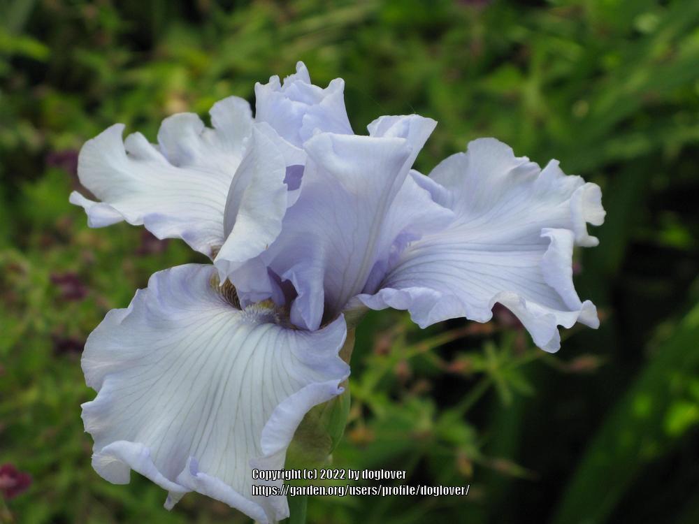 Photo of Tall Bearded Iris (Iris 'Sea World') uploaded by doglover