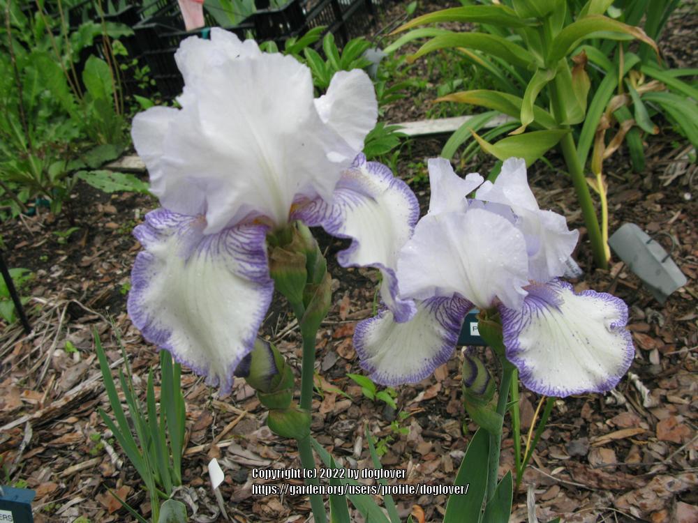 Photo of Tall Bearded Iris (Iris 'Snowbrook') uploaded by doglover