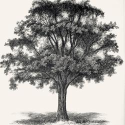 
Date: c. 1888
illustration [as U. montana] from 'Gartenflora', 1888