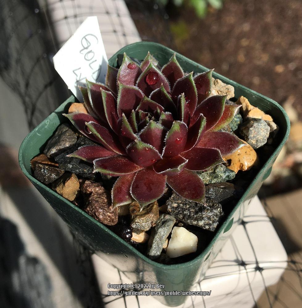 Photo of Hen and Chicks (Sempervivum 'Gold Tip') uploaded by webesemps