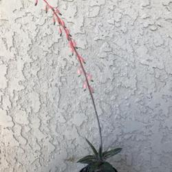 Location: Tampa, Florida
Date: 2022-03-15
My clearance rescue’s first bloom.