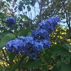 Location: Southern Maine
Date: 2020-05-31
Lovely blue in shade.