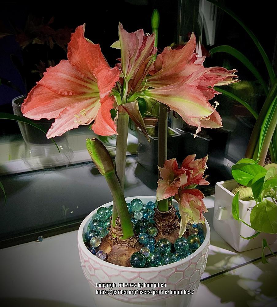 Photo of Amaryllis (Hippeastrum 'Tinkerbell') uploaded by bumplbea