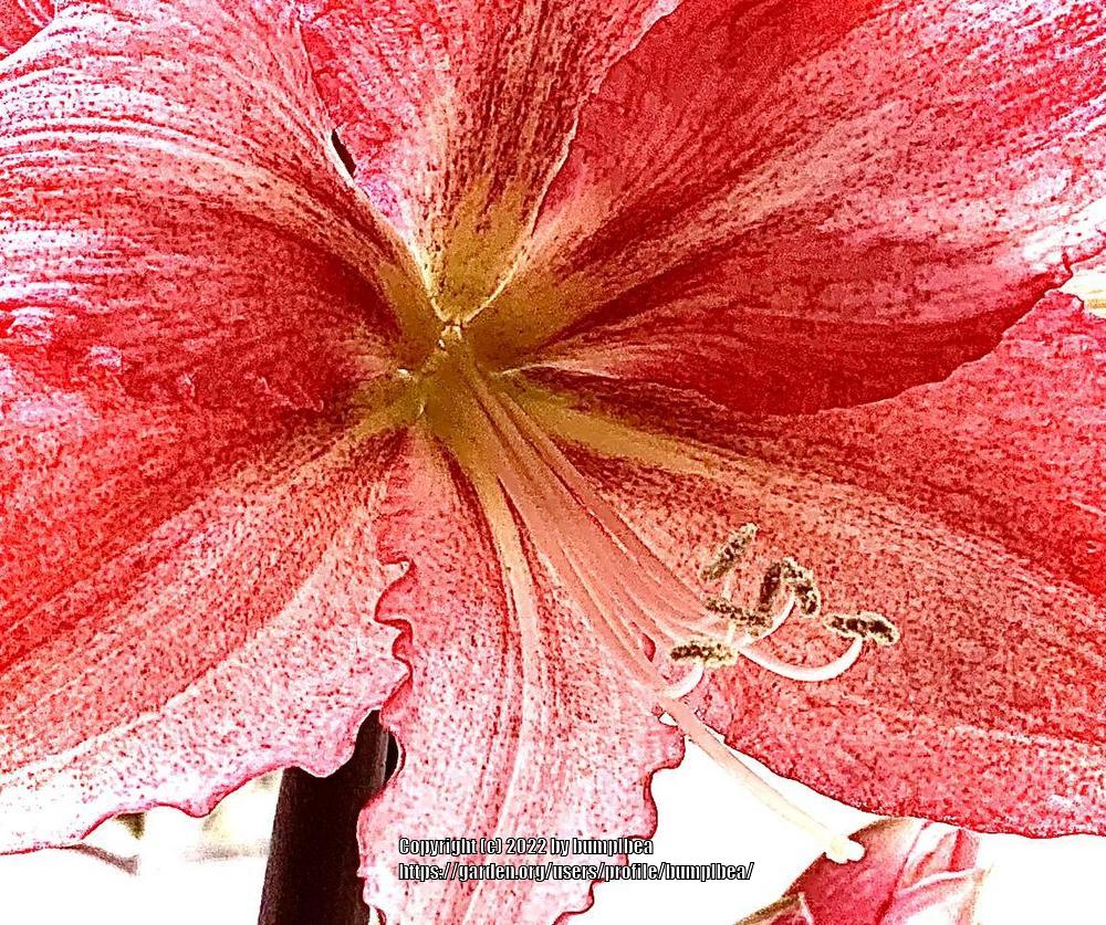 Photo of Amaryllis (Hippeastrum 'Tinkerbell') uploaded by bumplbea