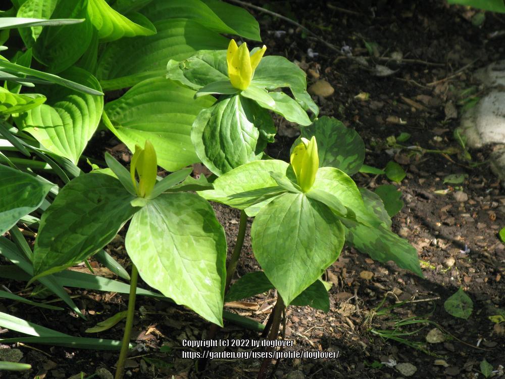 Photo of Yellow Trillium (Trillium luteum) uploaded by doglover