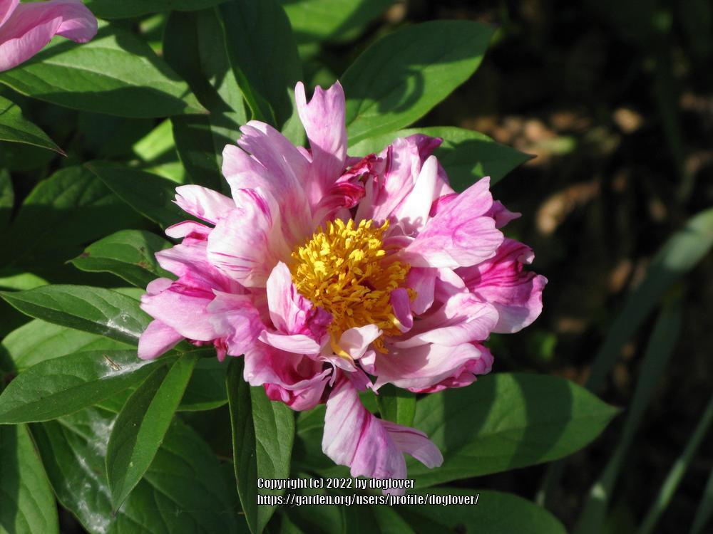 Photo of Peony (Paeonia lactiflora 'Circus Circus') uploaded by doglover