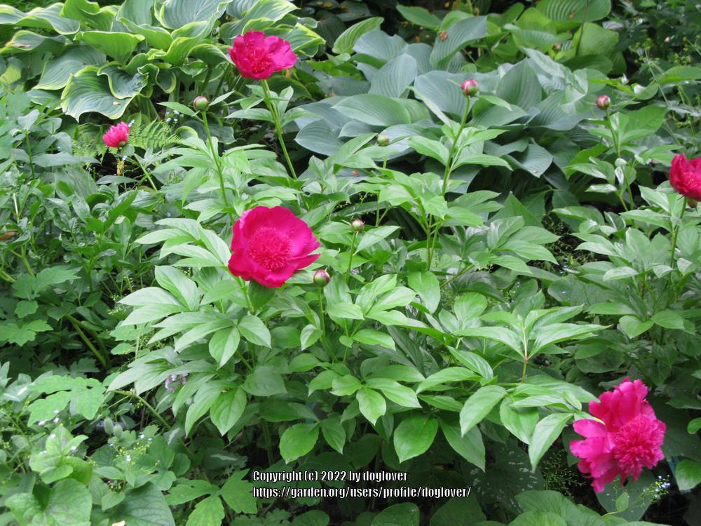 Photo of Peony (Paeonia lactiflora 'Port Royale') uploaded by doglover