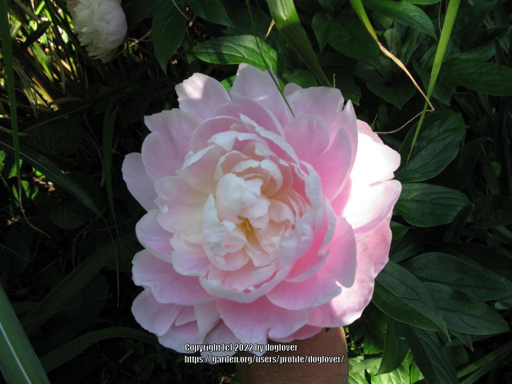 Photo of Chinese Peony (Paeonia lactifora 'Mrs. Franklin D. Roosevelt') uploaded by doglover