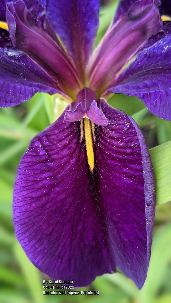 Photo of Louisiana Iris (Iris 'Black Gamecock') uploaded by Artsee1