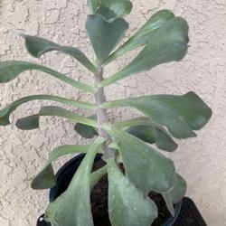 Location: Tampa, Florida
Date: 2022-03-16
This is a clearance rescue of unrecognizable Echeveria Violacina 