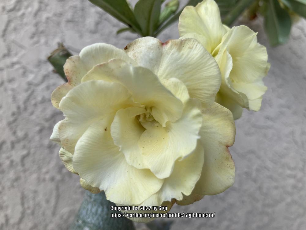 Photo of Desert Rose (Adenium obesum 'Premsup Yellow') uploaded by GigiPlumeria