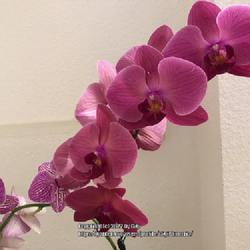 Location: Tampa, Florida
Date: 2022-03-16
Second year blooms of my Publix moth orchid.