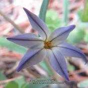 Spring star flower #103; RAB p. 315, 41-34-1; LHB p. 248, 35-3-1,