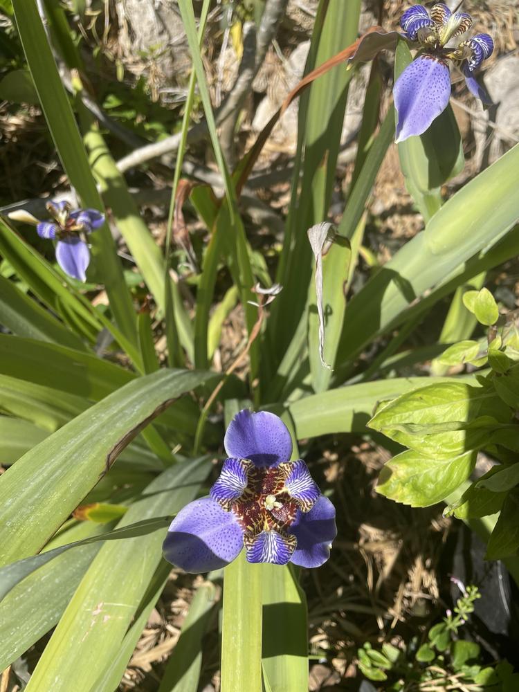 Photo of Walking Iris (Trimezia coerulea) uploaded by dyzzypyxxy
