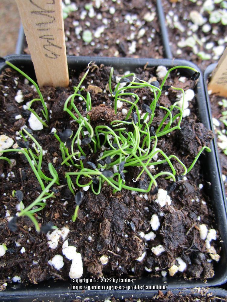 Photo of Chives (Allium schoenoprasum) uploaded by janinilulu