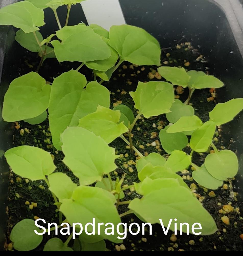 Photo of Snapdragon Vine (Maurandya antirrhiniflora) uploaded by AKFLOWERGROWER