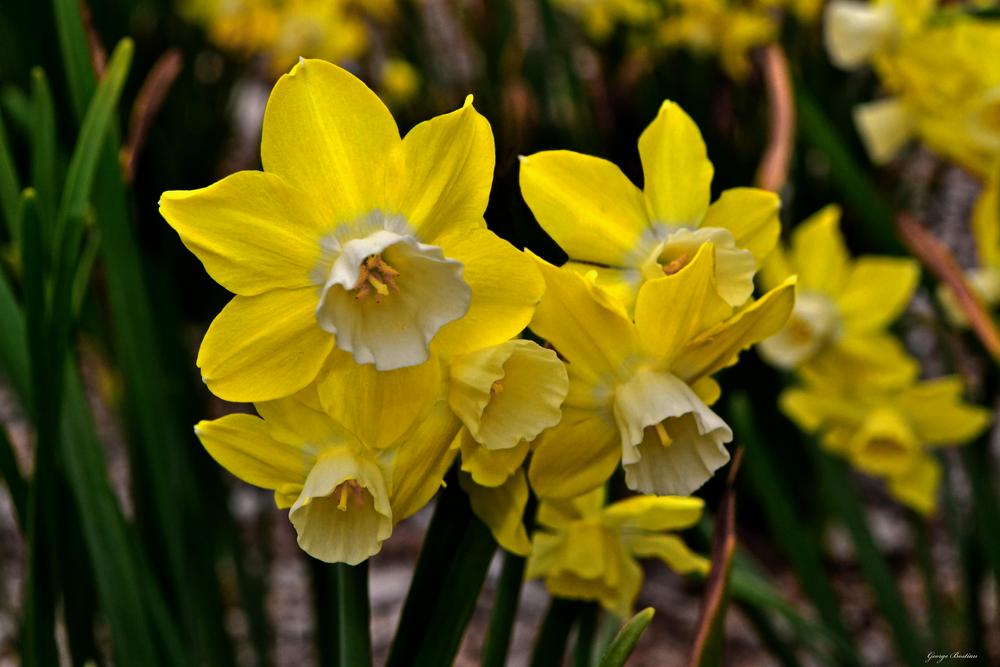Photo of Miniature Jonquilla Daffodil (Narcissus 'Pipit') uploaded by dawiz1753