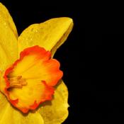 Daffodil (Narcissus 'Bantam') 001