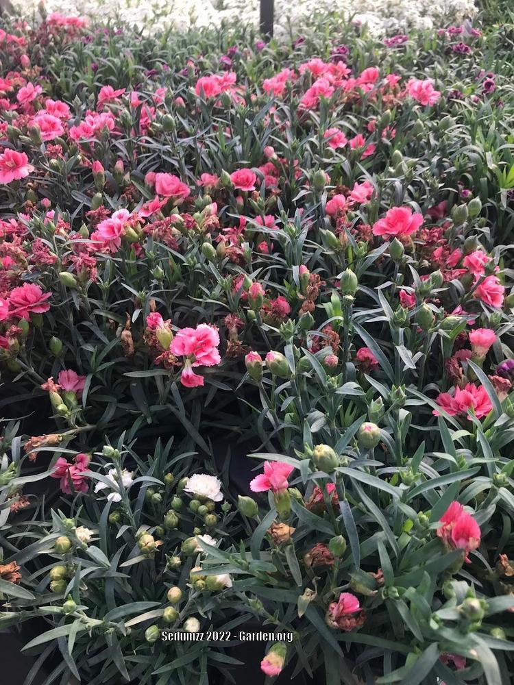 Photo of Carnation (Dianthus caryophyllus SuperTrouper™ Silver Pink) uploaded by sedumzz