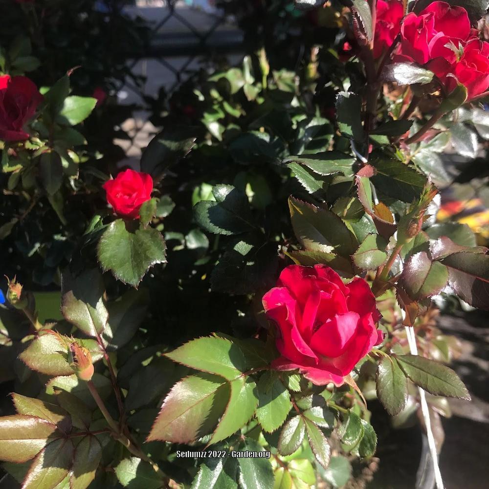 Photo of Rose (Rosa 'Zepeti') uploaded by sedumzz