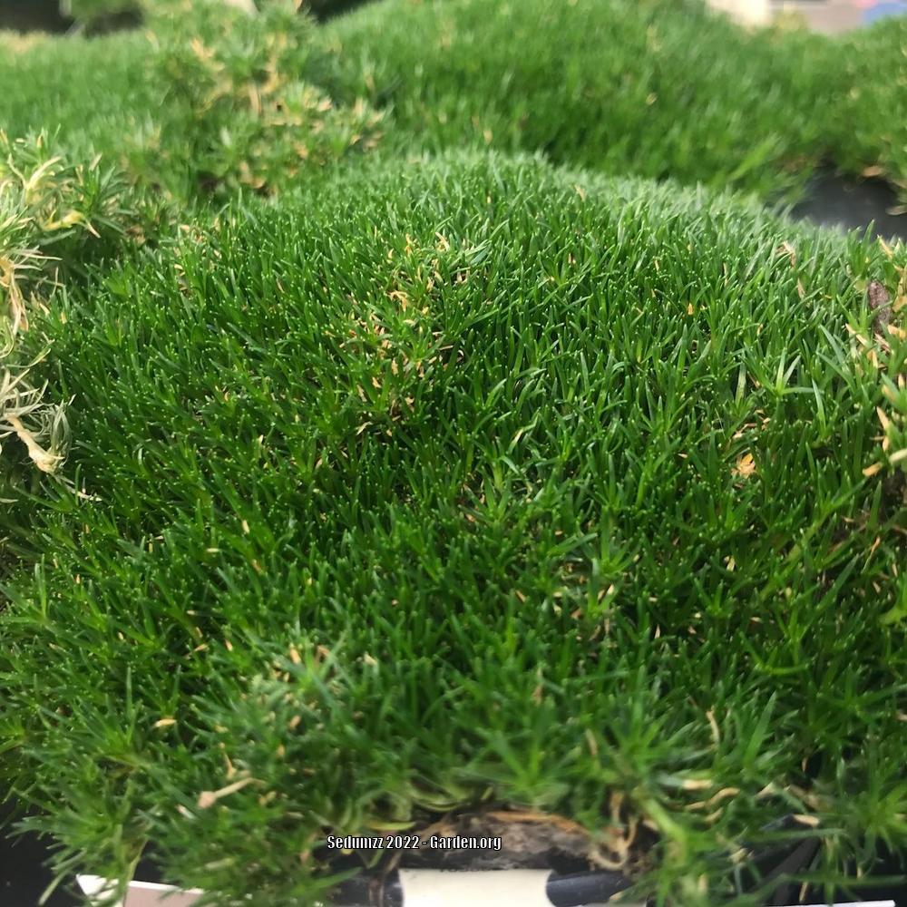 Photo of Irish Moss (Sagina subulata) uploaded by sedumzz