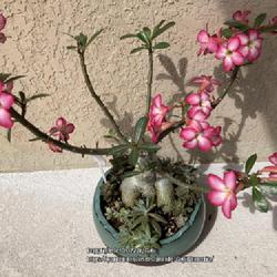 Location: Tampa, Florida
Date: 2022-03-20
My desert rose nicknamed ‘Fineline’. This has beautiful leave