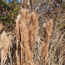 Location: southeast North Carolina
Date: 2017-02-14
close-up of seed heads in winter