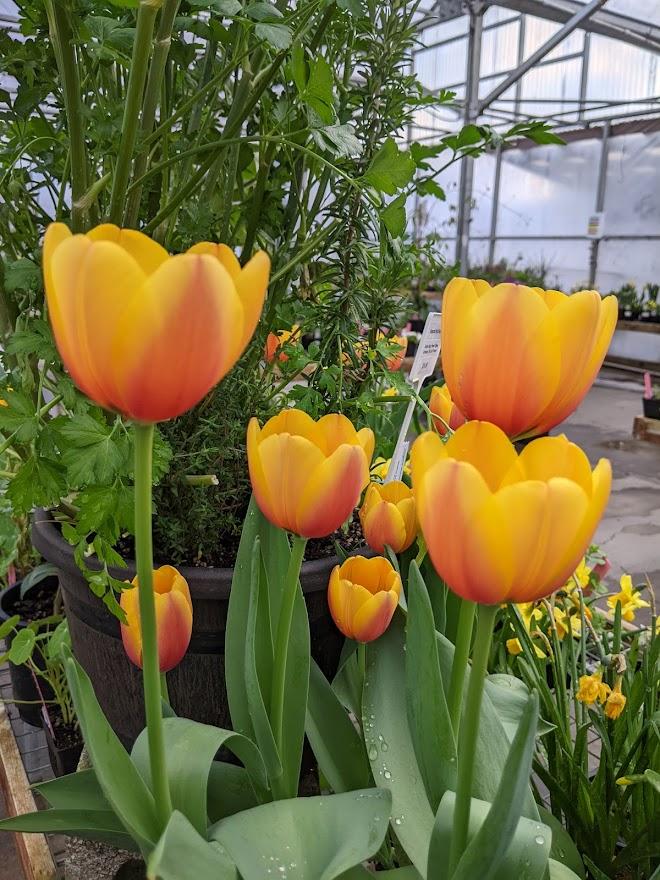 Photo of Tulip (Tulipa 'World Peace') uploaded by Joy