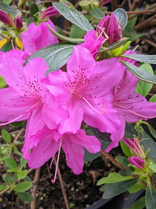 Photo of Azalea (Rhododendron 'Karen') uploaded by Joy
