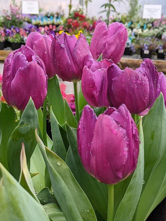 Photo of Single Early Tulip (Tulipa 'Purple Prince') uploaded by Joy