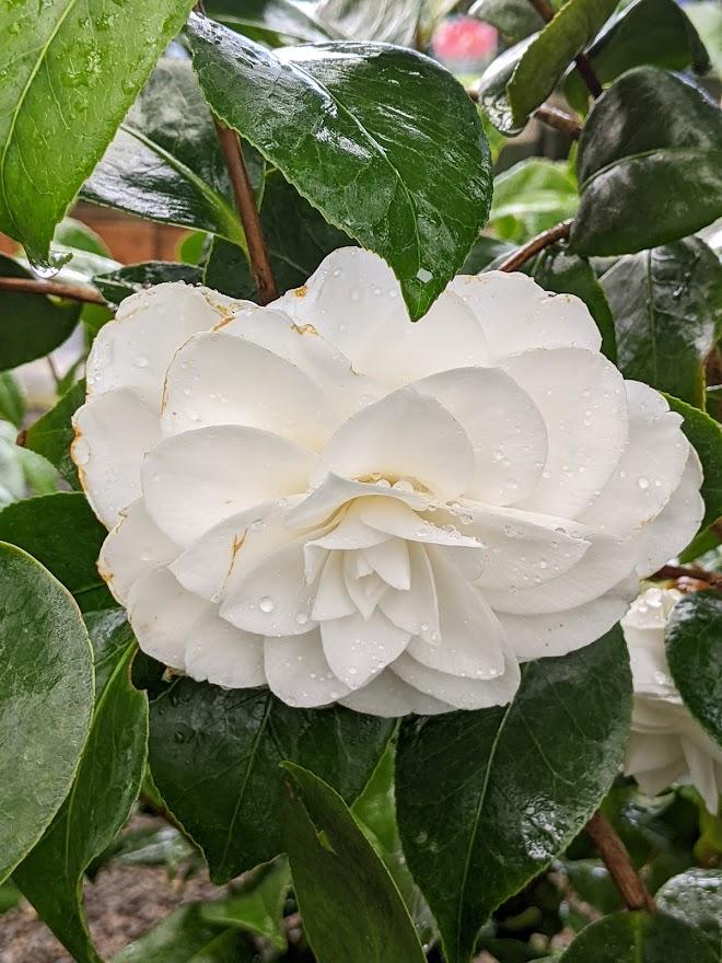 Photo of Japanese Camellia (Camellia japonica 'Nuccio's Gem') uploaded by Joy