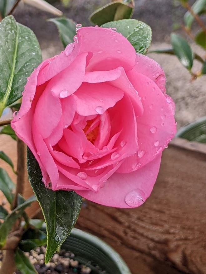 Photo of Camellia 'Taylor's Perfection' uploaded by Joy