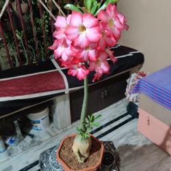 Location: Parchur, Andhra Pradesh, India
Date: 2022-03-20
First bloom of my seedling